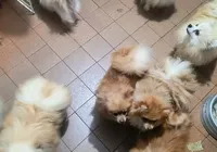 Tutores são presos e mais de 70 cachorros resgatados por maus-tratos