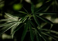 Usuários de maconha podem desenvolver síndrome severa imagem