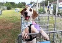 Abrigo é acusado de fazer eutanásia em animais para abrir novas vagas imagem