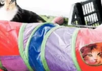 Abrigos sérios dão proteção e são opção segura de adoção de felinos imagem