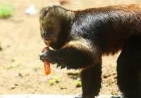 Animais do zoológico de Salvador recebem mimos diante do calor