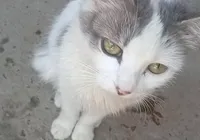 Após caso Orelha, gata grávida é espancada até a morte e causa revolta imagem