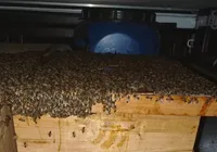 Ataque de abelhas deixa 15 vítimas no interior da Bahia; confira imagem