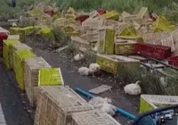 Caminhoneiro morre após carreta carregada de frangos tombar na BR-101