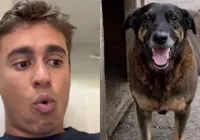 Cão Orelha: Nikolas usa caso para defender redução da maioridade penal imagem