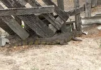 Cuidado! Jacaré é encontrado ao lado de fábrica no interior da Bahia