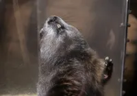 Dia da Marmota 2026 indica inverno rigoroso pelos próximos meses imagem
