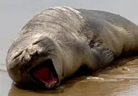 Elefante-marinho-do-sul é encontrado ferido em praia do Nordeste