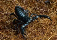 Escorpiões deixam rastros? Saiba como identificar a presença do animal