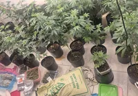 Estufa para produção de maconha é localizada em bairro de Salvador