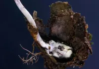 Fungo zumbi: parasita é descoberto por cientistas no Brasil imagem