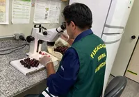 Mais de 1 tonelada de cerejas são destruídas após detecção de praga imagem
