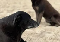 Morre Pretinha, companheira do cão Orelha, após dias de internação