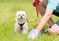 Mulher é condenada por jogar cocô de cachorro no rosto de vizinho