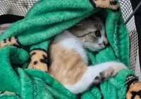 Mulher é presa em flagrante após arremessar gata do 12º andar imagem