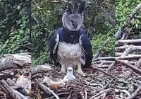 Pesquisadores encontram ninho com filhote de maior águia do mundo imagem