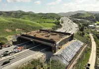 Ponte de R$ 100 milhões é construída só para onças, veados e cobras