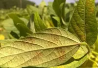 Praga asiática extremamente agressiva ameaça lavouras de soja na Bahia