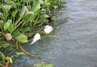 Proibido comer! Alerta é emitido após milhares de peixes mortos