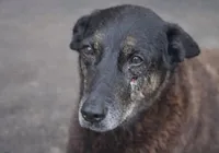 Proposta quer internar menores por maus-tratos a animais