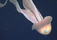 Rara água-viva fantasma gigante é registrada no fundo do mar imagem