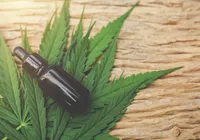 Saiba quando regras para cultivo de cannabis medicinal entram em vigor imagem