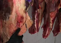 Seis pessoas são presas suspeitas de furto de gado e abate clandestino imagem