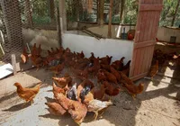 Sem galinha na roça? Governo veta criação ao ar livre por gripe aviária