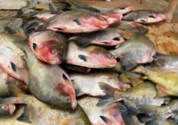 Surto da doença da urina preta aumenta alerta para peixes brasileiros imagem