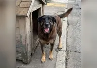 Suspeitos pela morte do cão Orelha serão ouvidos na próxima semana