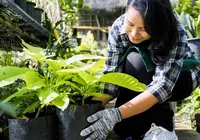Tem alguma dessas 3 plantas em casa? Tire imediatamente imagem