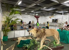 Leão e vísceras: museu mostra como são os animais - Imagem