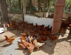 Sem galinha na roça? Governo veta criação ao ar livre por gripe aviária - Imagem