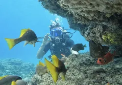 Mar cristalino, naufrágios e vida marinha: onde mergulhar em Salvador - Imagem