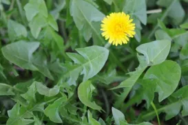 A verdinha que limpa o fígado e reduz o inchaço naturalmente - Imagem