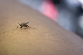 Adeus, repelente! Saiba qual país do mundo não tem mosquitos - Imagem