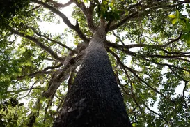Amazônia tem ouro retirado por país latino; exportação é feita "por baixo dos panos" - Imagem