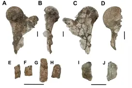 Animal pré-histórico de 5 toneladas é descoberto no Nordeste - Imagem