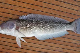 Bacalhau caro? Descubra o peixe ideal para as receitas de fim de ano - Imagem