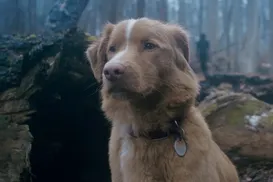 Cachorro é indicado a prêmio de cinema pela primeira vez na história - Imagem