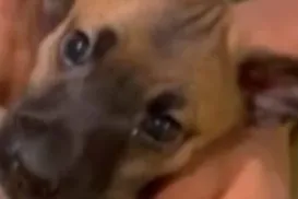 Caso de raiva em cachorro em Salvador após 20 anos é descartado - Imagem