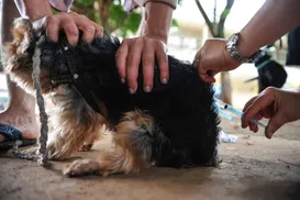 Caso de raiva reaparece em Salvador após 20 anos sem registro - Imagem