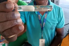 Casos de dengue na Bahia registram queda de mais de 85% em 2025 - Imagem