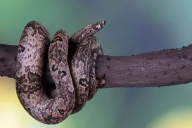 Cobra que mais pica no Brasil pode ser encontrada na Bahia - Imagem