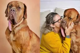 Com maior língua do mundo, cachorro entra para livro dos recordes - Imagem