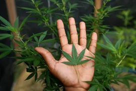 Distúrbio ligado à cannabis pode durar dias e levar ao hospital - Imagem