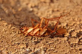 Esmagar baratas pode trazer riscos sérios à saúde; saiba detalhes - Imagem