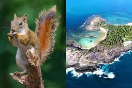 Esquilos invadem paraíso nordestino e surpreendem moradores e turistas - Imagem