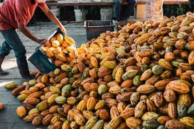 Ilhéus é reconhecida como capital nacional do cacau e do chocolate - Imagem