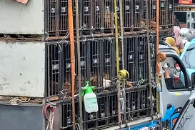 Jacarta proíbe carne de cachorro por risco de raiva e ilegalidade - Imagem